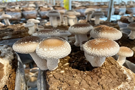 山県産の安全・安心で美味しい椎茸